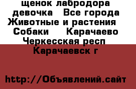 щенок лабродора девочка - Все города Животные и растения » Собаки   . Карачаево-Черкесская респ.,Карачаевск г.